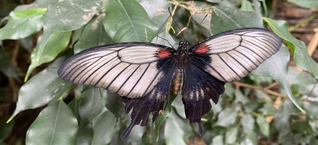 epidermolysis bullosa nemoc motýlích křídel